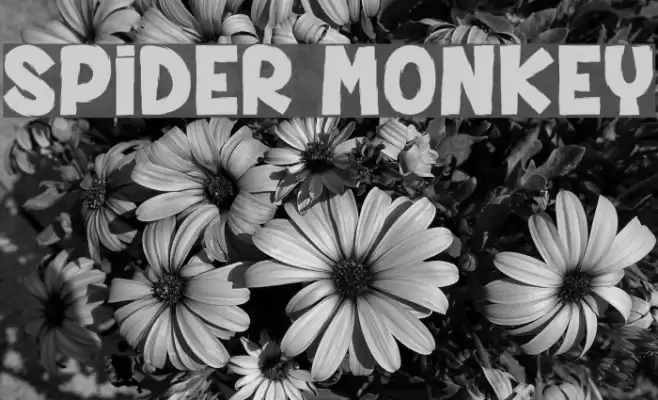 SPIDER MONKEY Schriftart examples