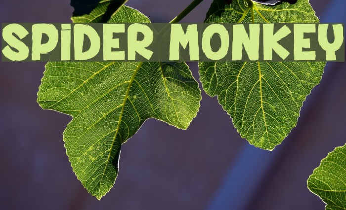 SPIDER MONKEY Font examples
