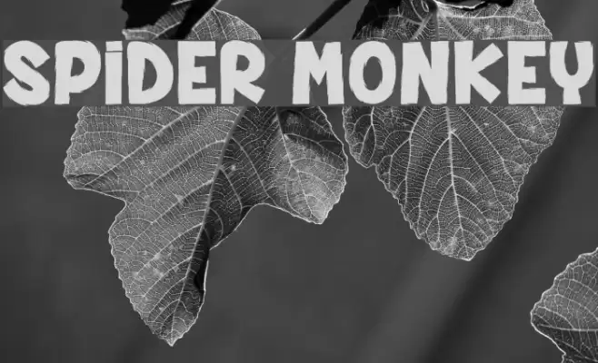 SPIDER MONKEY Schriftart examples