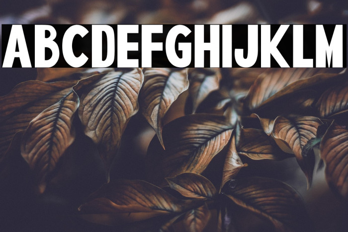 SPIDER NEST Example 3