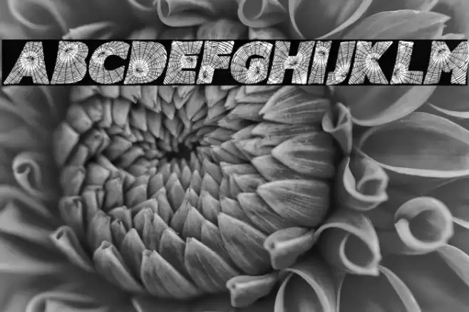 SPIDERWEB ITALIC PERSONAL USE Bold Italic Font examples