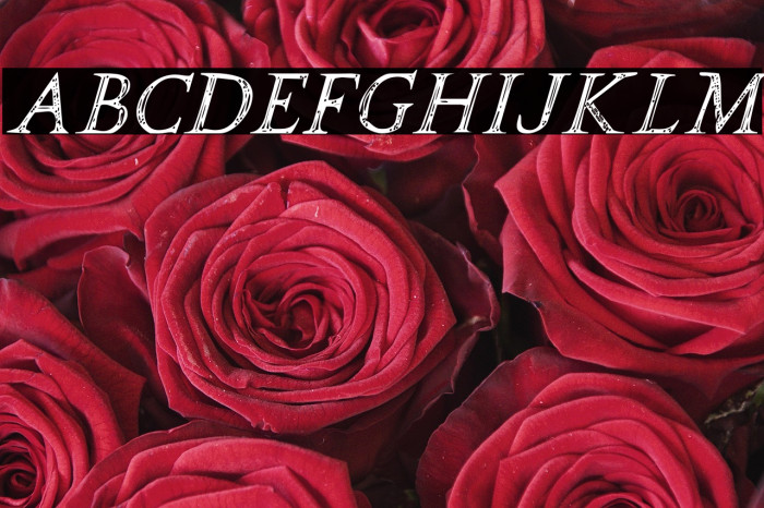 SPQR Italic Example 1