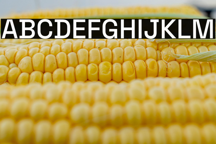 Space Grotesk Medium Example 1