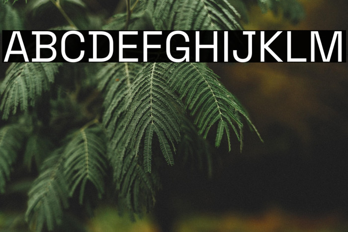 Space Grotesk Regular Example 2