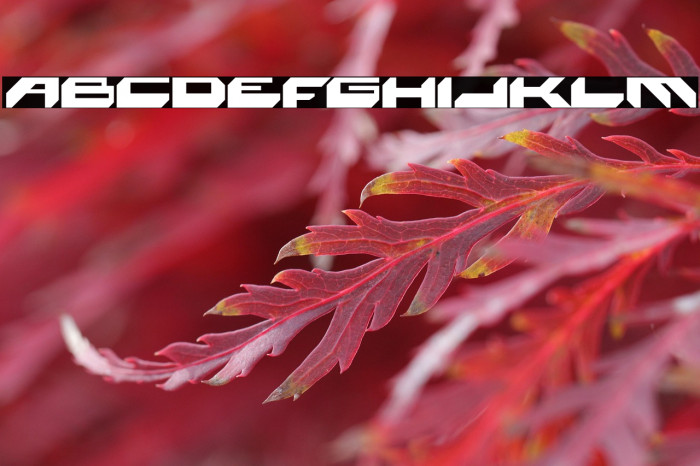 Space Monkey Bold Example 3