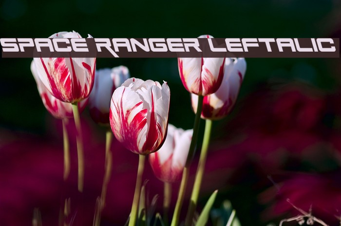 space ranger leftalic 字体