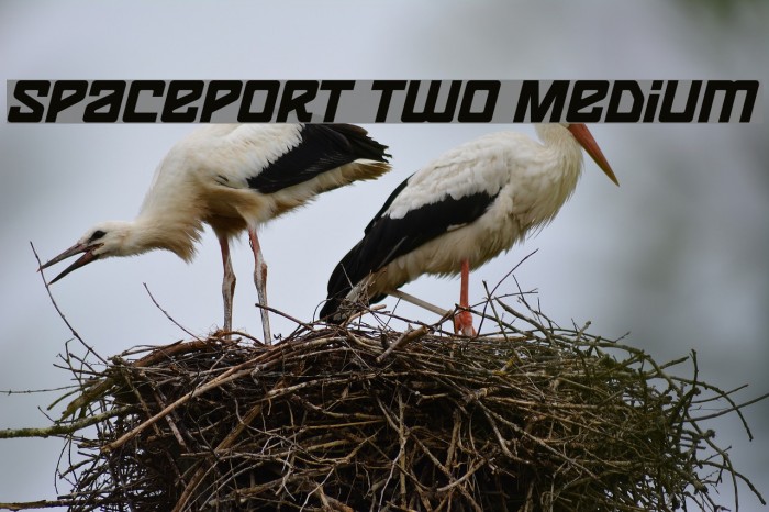 Spaceport two Medium Font examples