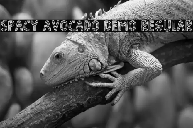 Spacy Avocado DEMO Regular Polices examples