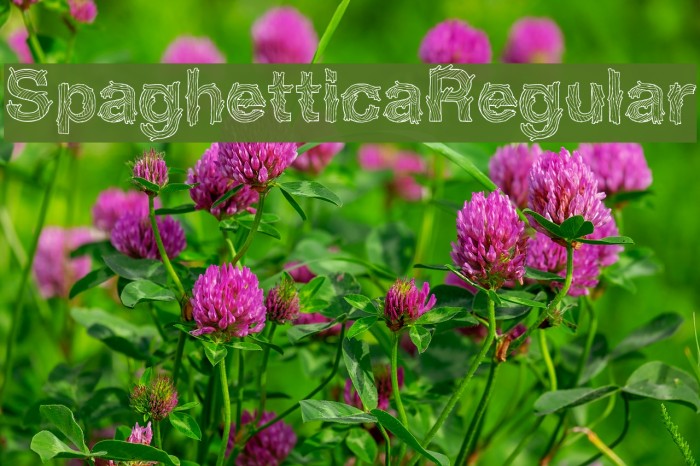 SpaghetticaRegular Font examples