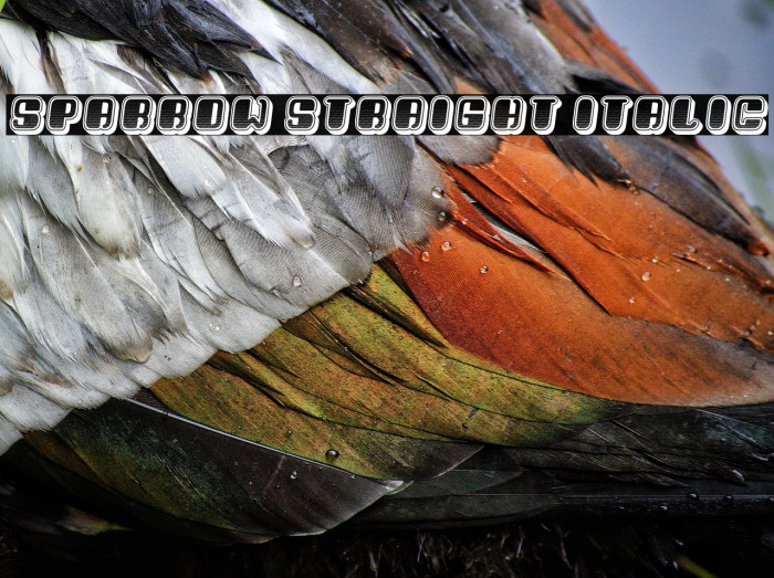 Sparrow Straight Italic Example 3