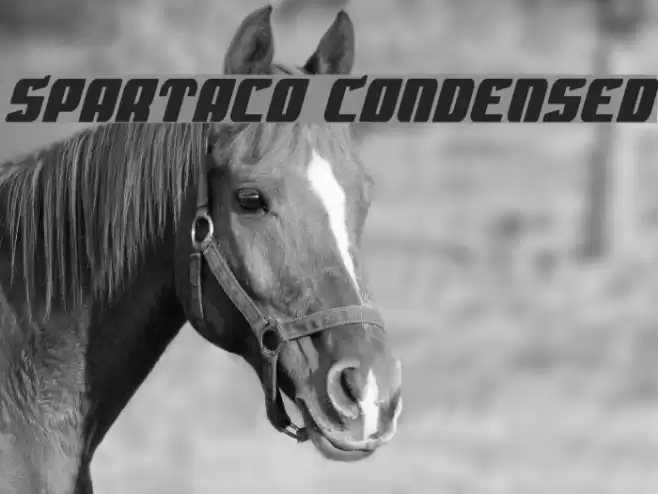 Spartaco Condensed Polices examples