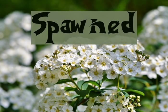 Spawned Caratteri examples