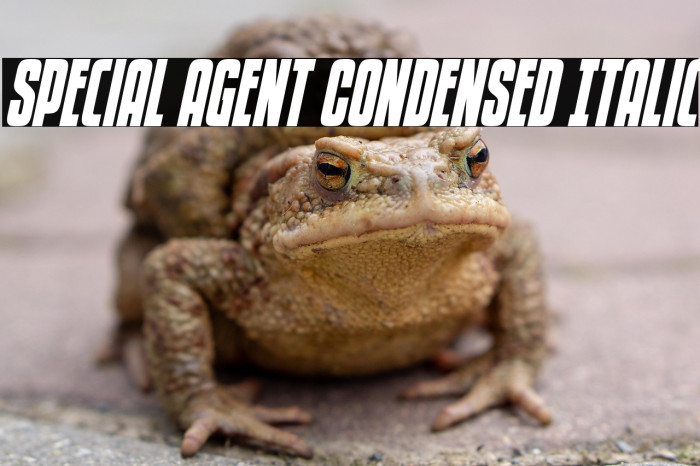 Special Agent Condensed Italic Example 2