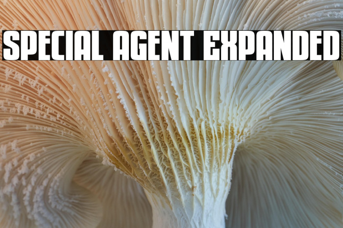 Special Agent Expanded Example 1
