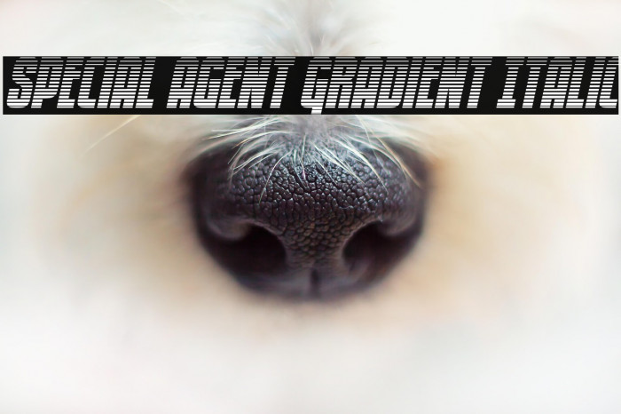 Special Agent Gradient Italic Example 1