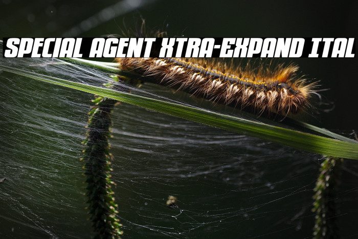 Special Agent Xtra-Expand Ital Example 2