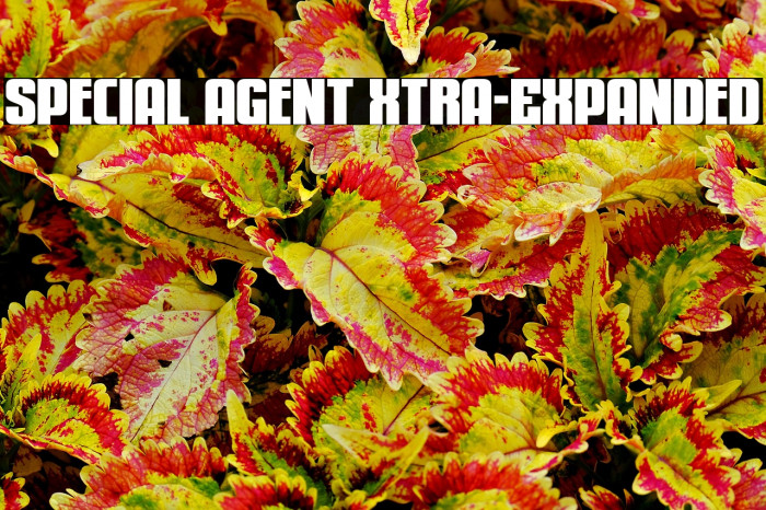 Special Agent Xtra-Expanded Example 2