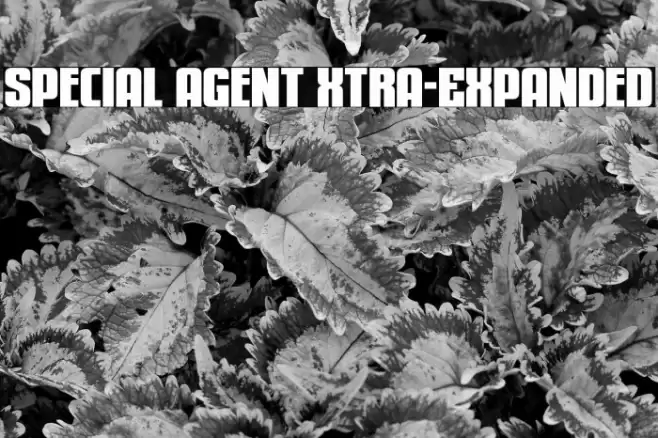 Special Agent Xtra-Expanded Font examples