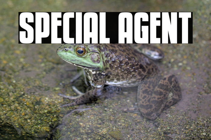 Special Agent Example 3