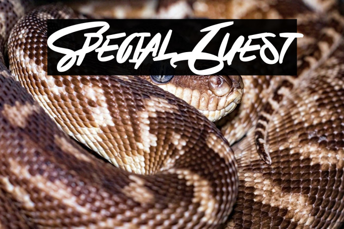 Special Guest Example 3