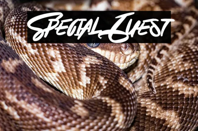 Special Guest Example 3