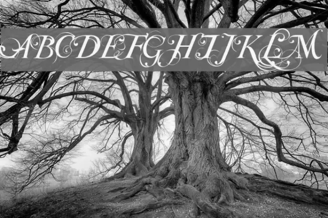 Special TypeRegular Font examples