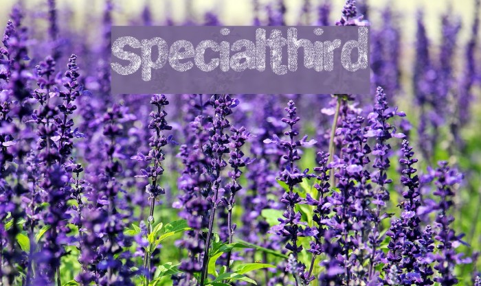 SpecialThird لخطوط تنزيل examples