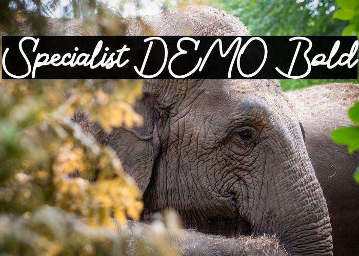Specialist DEMO Bold Example 2