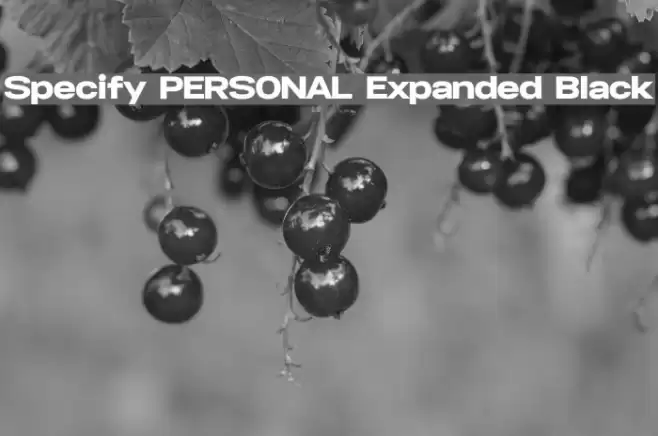 Specify PERSONAL Expanded Black Font examples