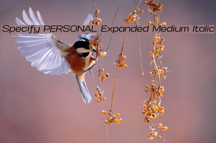 Specify PERSONAL Expanded Medium Italic Font examples