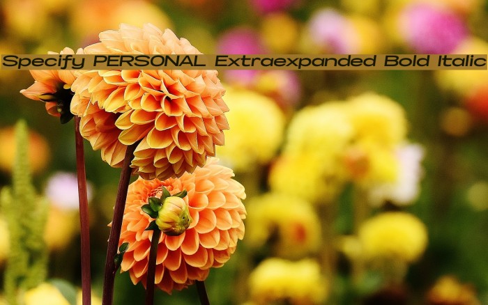 Specify PERSONAL Extraexpanded Bold Italic Font examples