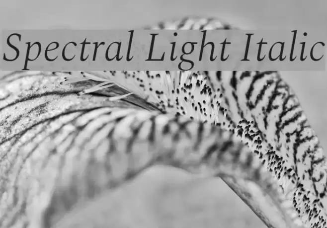 Spectral Light Italic  examples