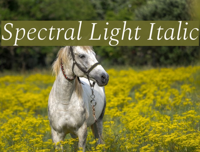 Spectral Light Italic Font examples