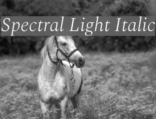 Spectral Light Italic  examples
