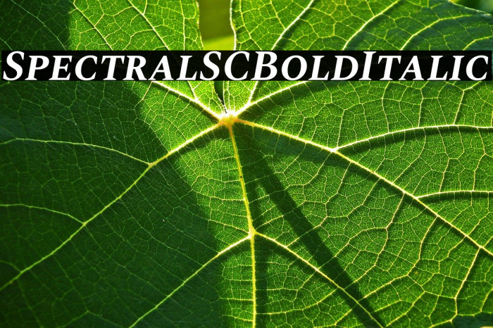 Spectral SC Bold Italic Example 3
