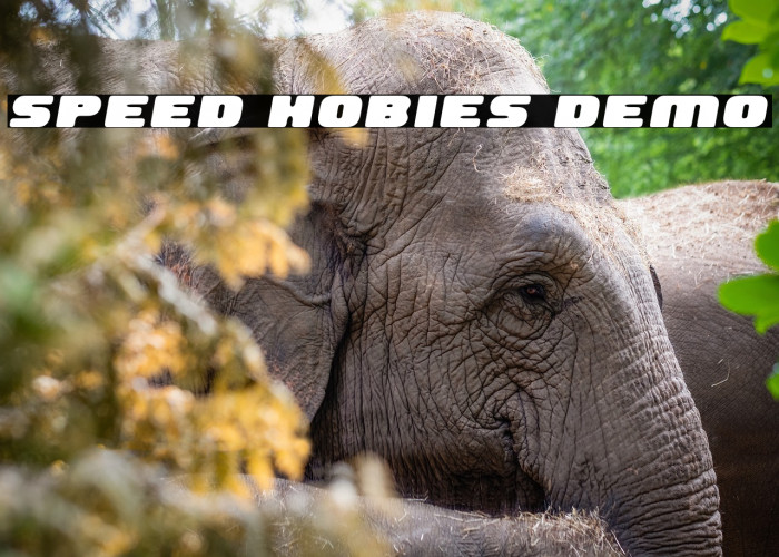 Speed Hobies Demo Example 3