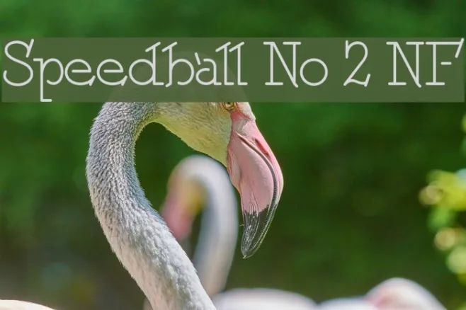 Speedball No 2 NF Example 2