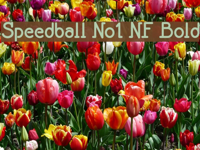 Speedball No1 NF Bold Font examples
