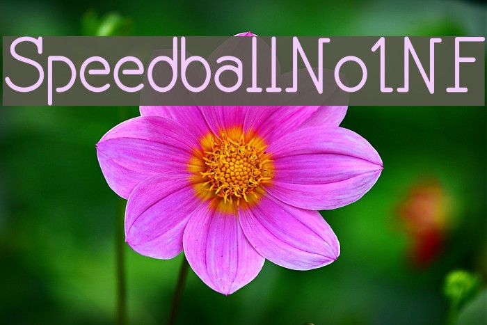 SpeedballNo1NF Example 3