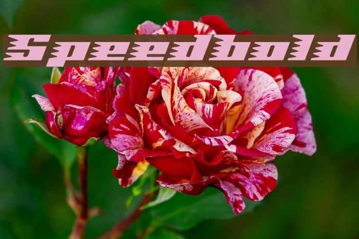 Speedbold Font examples