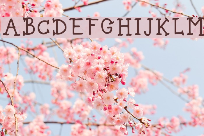 Spice Bae Pirate Regular Example 2