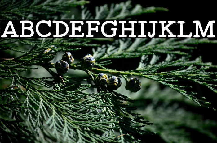 Spicy Taquito Example 2