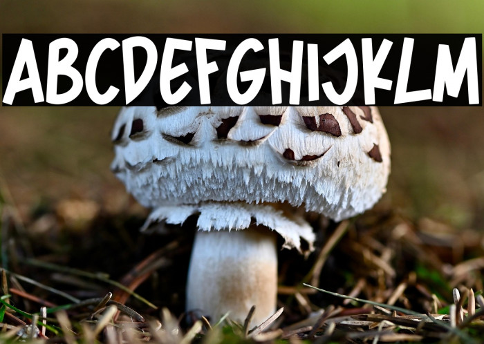 Spider Home Example 1