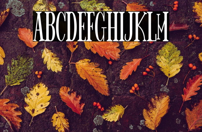 Spider King Example 1