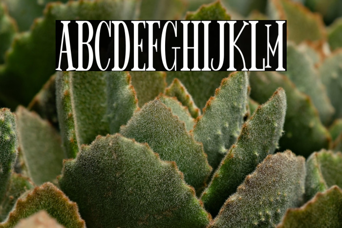 Spider King Example 3