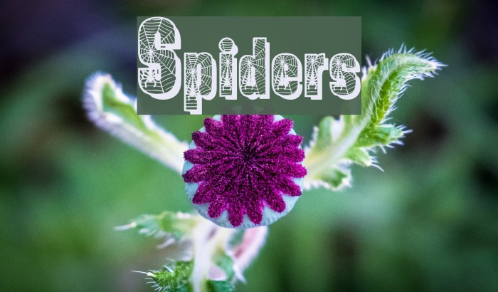 Spiders Schriftart examples
