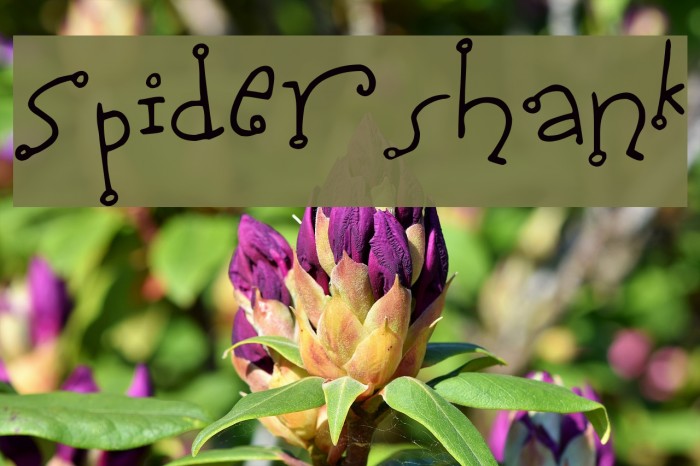 Spidershank Font examples