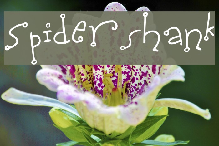 Spidershank Font examples