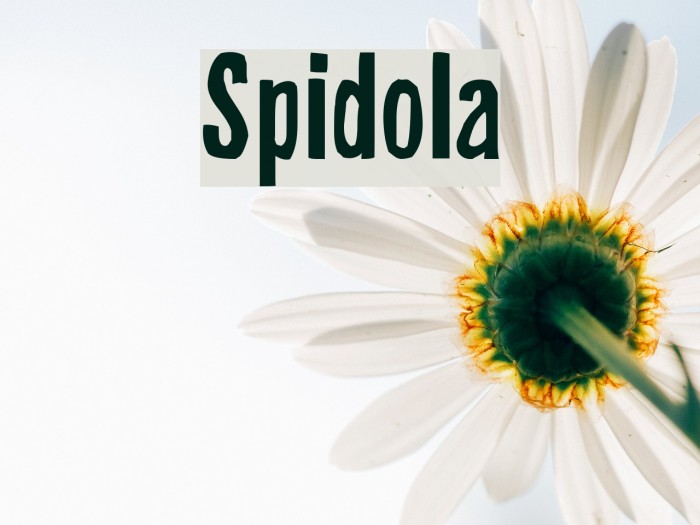 Spidola Font examples