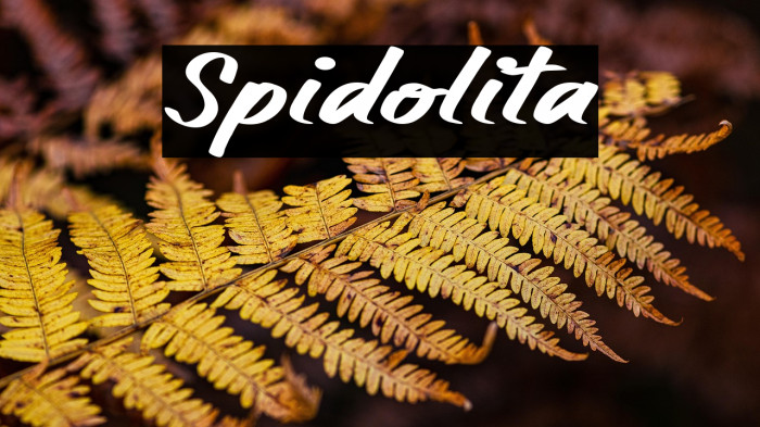 Spidolita Example 3